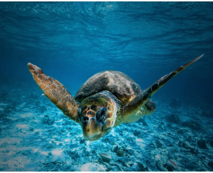 İztuzu Kumsalı Deniz Kaplumbağaları Bakım İstasyonu ve Günübirlik Alan Ekolojik Tasarımı Fikir Yarışması