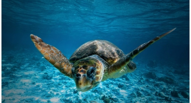 İztuzu Kumsalı Deniz Kaplumbağaları Bakım İstasyonu ve Günübirlik Alan Ekolojik Tasarımı Fikir Yarışması